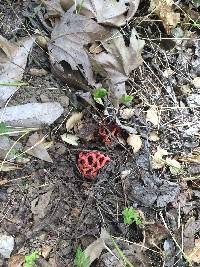 Clathrus ruber image