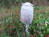 Coprinus comatus image