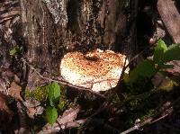 Polyporus squamosus image