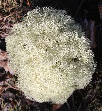 Cladonia confusa image