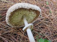 Macrolepiota clelandii image