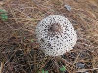 Macrolepiota clelandii image