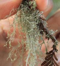 Ramalina menziesii image