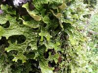 Lobaria pulmonaria image