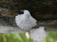 Schizophyllum commune image