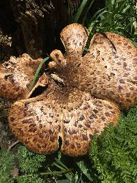 Polyporus squamosus image