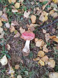 Amanita muscaria image