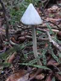 Entoloma hochstetteri image