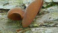 Auricularia auricula-judae image