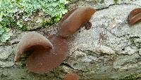 Auricularia auricula-judae image