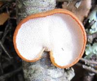 Polyporus hypomelanus image