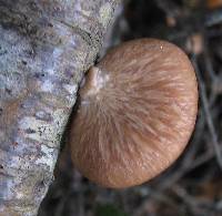 Polyporus hypomelanus image