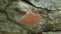 Auricularia auricula-judae image