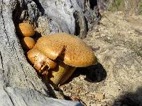 Gymnopilus junonius image