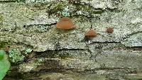 Auricularia auricula-judae image