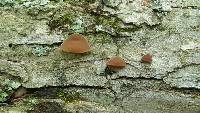 Auricularia auricula-judae image