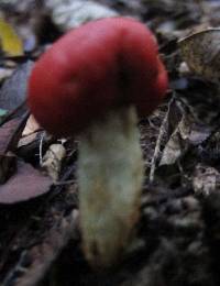 Leratiomyces erythrocephalus image