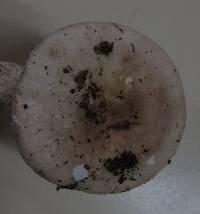 Russula purpureotincta image