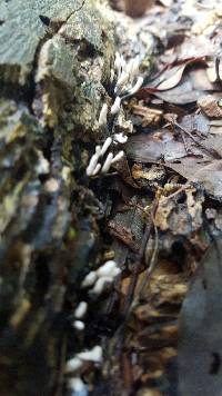 Xylaria hypoxylon image