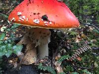 Amanita muscaria image