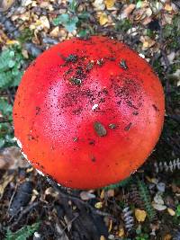 Amanita muscaria image