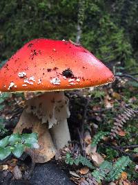 Amanita muscaria image