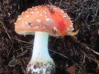 Amanita muscaria image