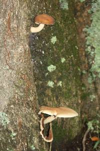 Agrocybe parasitica image