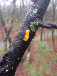 Tremella mesenterica image