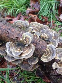 Trametes versicolor image