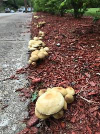 Agrocybe praecox image