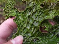 Lobaria pulmonaria image