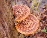 Polyporus squamosus image