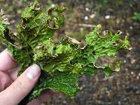 Lobaria pulmonaria image