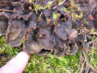 Peltigera canina image