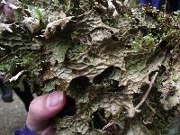 Lobaria pulmonaria image