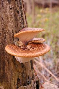 Polyporus squamosus image