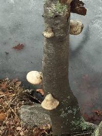 Fomitopsis betulina image