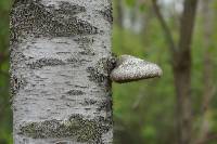 Fomitopsis betulina image