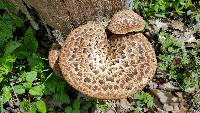 Polyporus squamosus image