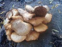 Gymnopilus junonius image