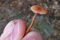 Laccaria laccata image