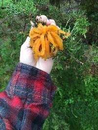 Gymnosporangium juniperi-virginianae image