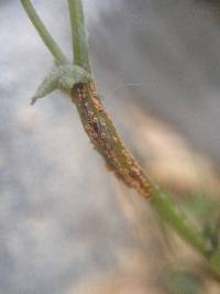 Puccinia lagenophorae image