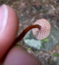 Laccaria laccata image