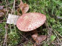 Suillus pictus image