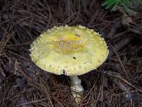 Amanita muscaria var. guessowii image