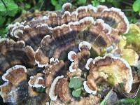 Trametes versicolor image
