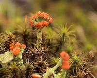 Cladonia cristatella image