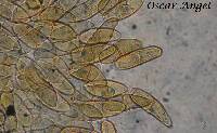 Gymnosporangium clavipes image